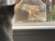 squirrels