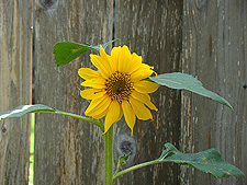 Sunflower Hunter planted from seed.