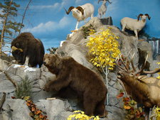 Cabela's