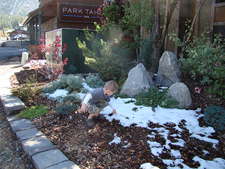 Hunter playing with a patch of snow.