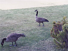 Canadian Geese outside our condo.