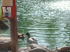 duck pond
