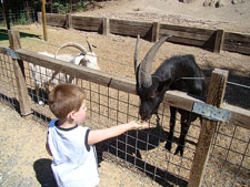 Hunter feeding a goat.