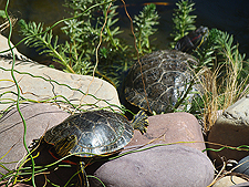 turtles, July 2010