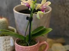 Valentine's Day decorations