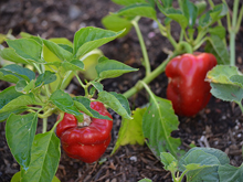 Bell peppers in August