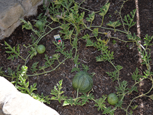 Watermelon in August