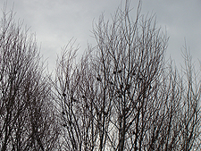 Birds in the Willow trees