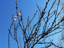 Peach tree blossoms starting.