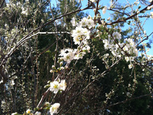 Blossoms on plum tree