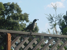 Friendly neighborhood quail.