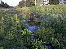 Creek near our house