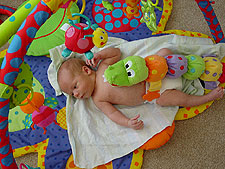 When alligators attack!