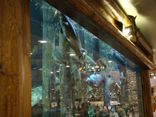 A fish feeding at Cabella's. The fish at the top left is eating a big feeder goldfish.