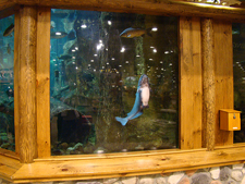 aquarium at Cabella's