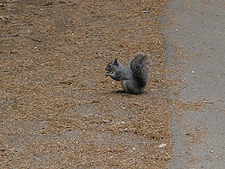 A snacking squirrel...
