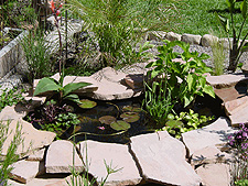 Various water plants.